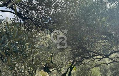 AYDIN ÇİNE'DE 18 DÖNÜM SATILIK ZEYTİNLİK 