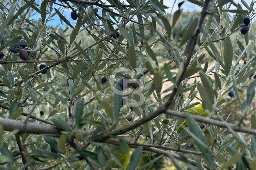 AYDIN ÇİNE'DE 18 DÖNÜM SATILIK ZEYTİNLİK 