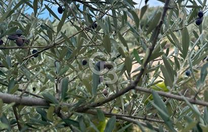 AYDIN ÇİNE'DE 18 DÖNÜM SATILIK ZEYTİNLİK 