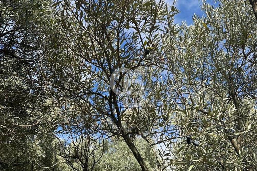 AYDIN ÇİNE'DE 18 DÖNÜM SATILIK ZEYTİNLİK 