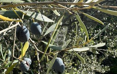 AYDIN ÇİNE'DE 18 DÖNÜM SATILIK ZEYTİNLİK 