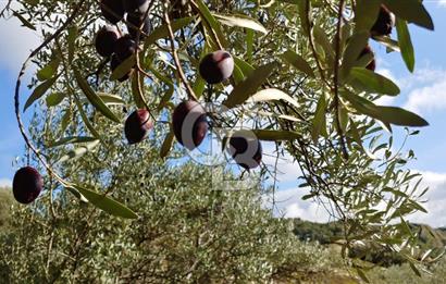 AYDIN ÇİNE'DE 18 DÖNÜM SATILIK ZEYTİNLİK 