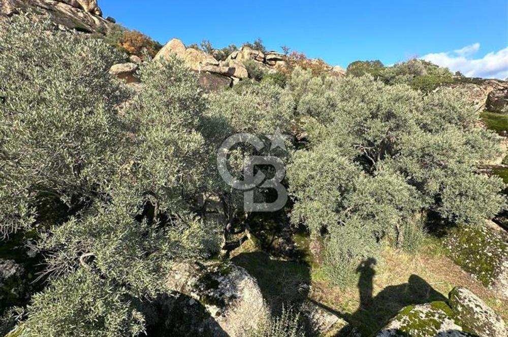 AYDIN ÇİNE'DE 18 DÖNÜM SATILIK ZEYTİNLİK 