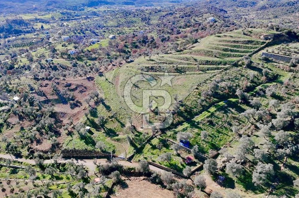 Orhanlı’da Elektrik-Su-Yolu olan Müstakil 11 Dönüm