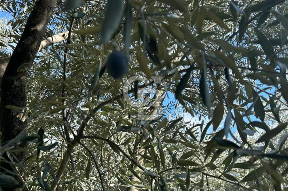 AYDIN ÇİNE'DE 18 DÖNÜM SATILIK ZEYTİNLİK 