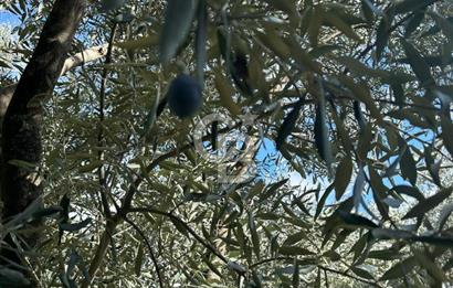 AYDIN ÇİNE'DE 18 DÖNÜM SATILIK ZEYTİNLİK 