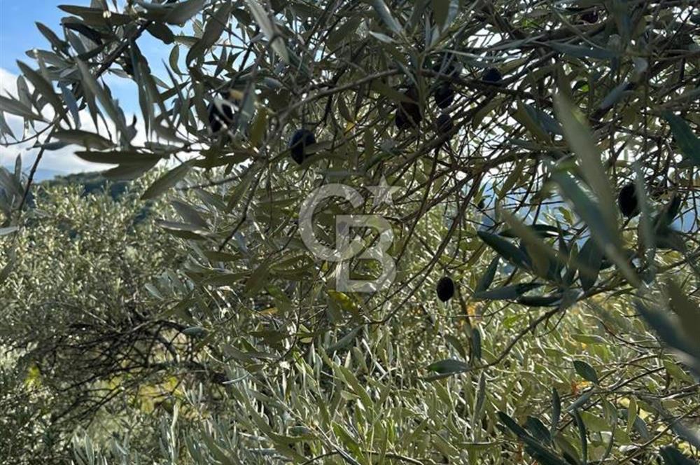 AYDIN ÇİNE'DE 18 DÖNÜM SATILIK ZEYTİNLİK 