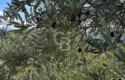 AYDIN ÇİNE'DE 18 DÖNÜM SATILIK ZEYTİNLİK 