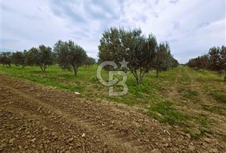 CB ODAK'TAN BERGAMA'DA ANA YOLA 120M 5.5 DÖNÜM TARLA! - 1 - 330243