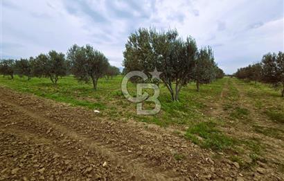 CB ODAK'TAN BERGAMA'DA ANA YOLA 120M 5.5 DÖNÜM TARLA!