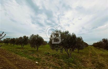 CB ODAK'TAN BERGAMA'DA ANA YOLA 120M 5.5 DÖNÜM TARLA!