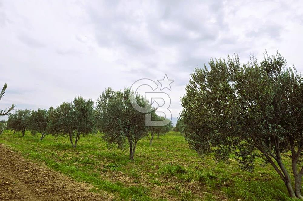 CB ODAK'TAN BERGAMA'DA ANA YOLA 120M 5.5 DÖNÜM TARLA!