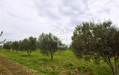 CB ODAK'TAN BERGAMA'DA ANA YOLA 120M 5.5 DÖNÜM TARLA!