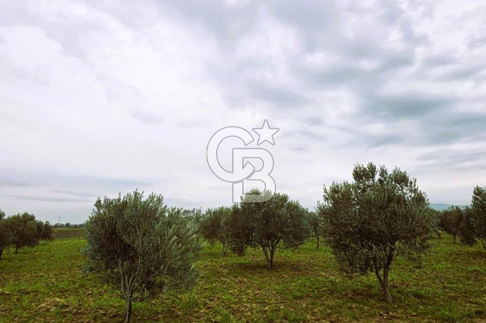 CB ODAK'TAN BERGAMA'DA ANA YOLA 120M 5.5 DÖNÜM TARLA!