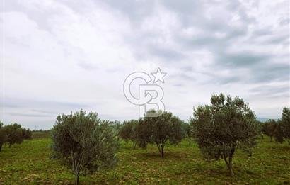 CB ODAK'TAN BERGAMA'DA ANA YOLA 120M 5.5 DÖNÜM TARLA!