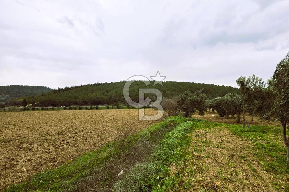 CB ODAK'TAN BERGAMA'DA ANA YOLA 120M 5.5 DÖNÜM TARLA!