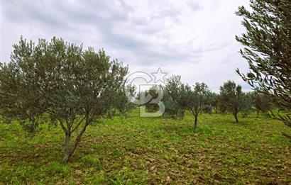 CB ODAK'TAN BERGAMA'DA ANA YOLA 120M 5.5 DÖNÜM TARLA!