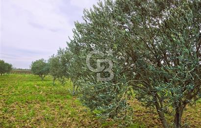 CB ODAK'TAN BERGAMA'DA ANA YOLA 120M 5.5 DÖNÜM TARLA!