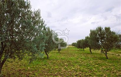 CB ODAK'TAN BERGAMA'DA ANA YOLA 120M 5.5 DÖNÜM TARLA!