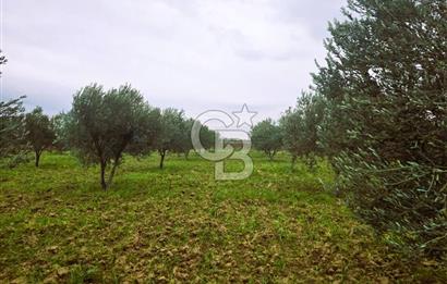 CB ODAK'TAN BERGAMA'DA ANA YOLA 120M 5.5 DÖNÜM TARLA!