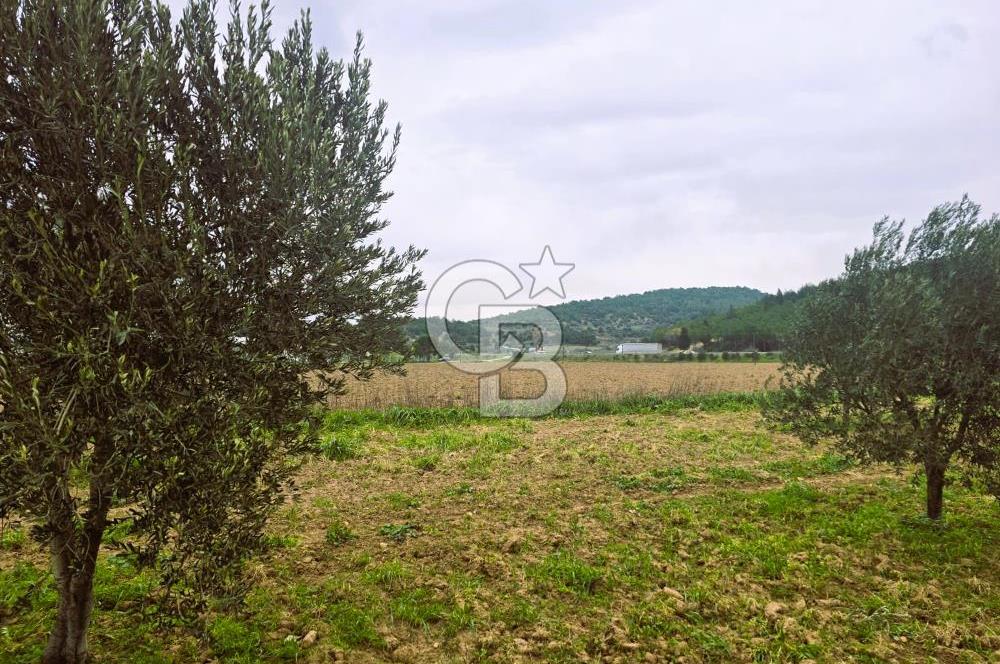 CB ODAK'TAN BERGAMA'DA ANA YOLA 120M 5.5 DÖNÜM TARLA!