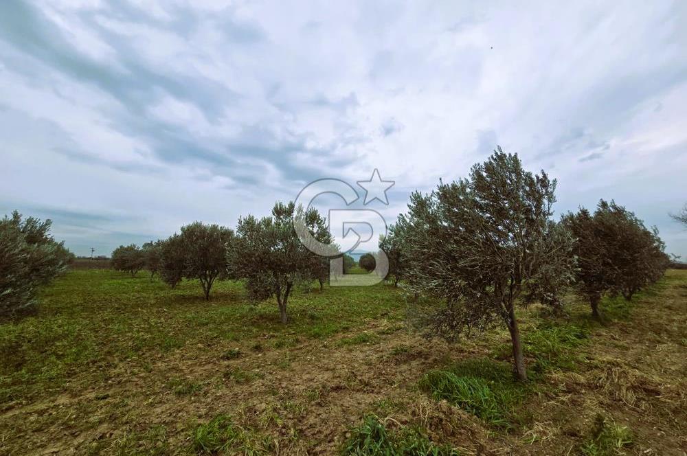 CB ODAK'TAN BERGAMA'DA ANA YOLA 120M 5.5 DÖNÜM TARLA!