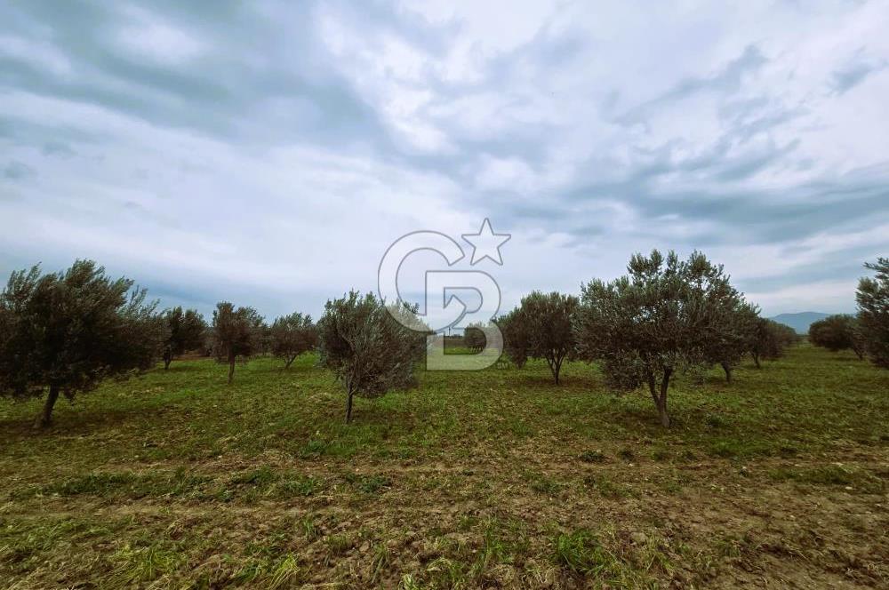 CB ODAK'TAN BERGAMA'DA ANA YOLA 120M 5.5 DÖNÜM TARLA!