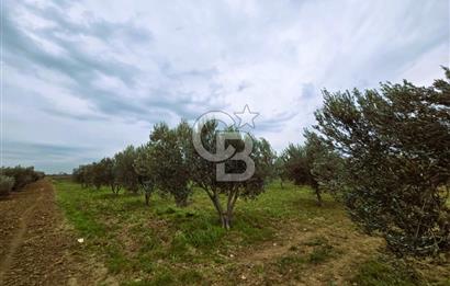 CB ODAK'TAN BERGAMA'DA ANA YOLA 120M 5.5 DÖNÜM TARLA!