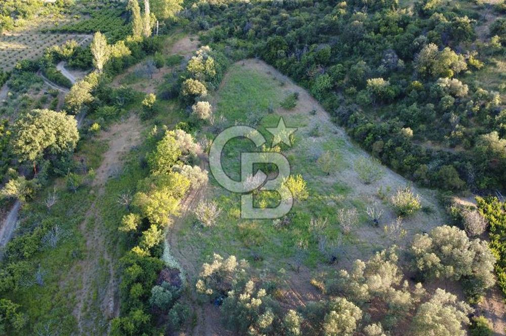 Çanakkale Lapseki’de Yola Cepheli, Meyve Ağaçlı Yatırımlık Tarla