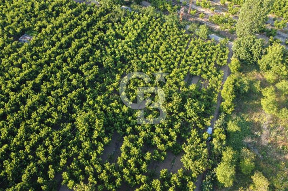 Çanakkale Lapseki’de Yola Cepheli, Meyve Ağaçlı Yatırımlık Tarla