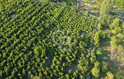 Çanakkale Lapseki’de Yola Cepheli, Meyve Ağaçlı Yatırımlık Tarla