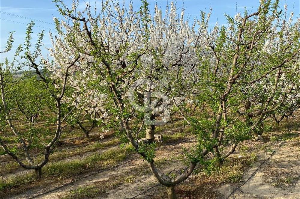 Çanakkale Lapseki’de Yola Cepheli, Meyve Ağaçlı Yatırımlık Tarla