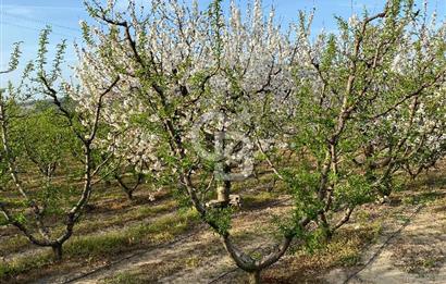 Çanakkale Lapseki’de Yola Cepheli, Meyve Ağaçlı Yatırımlık Tarla