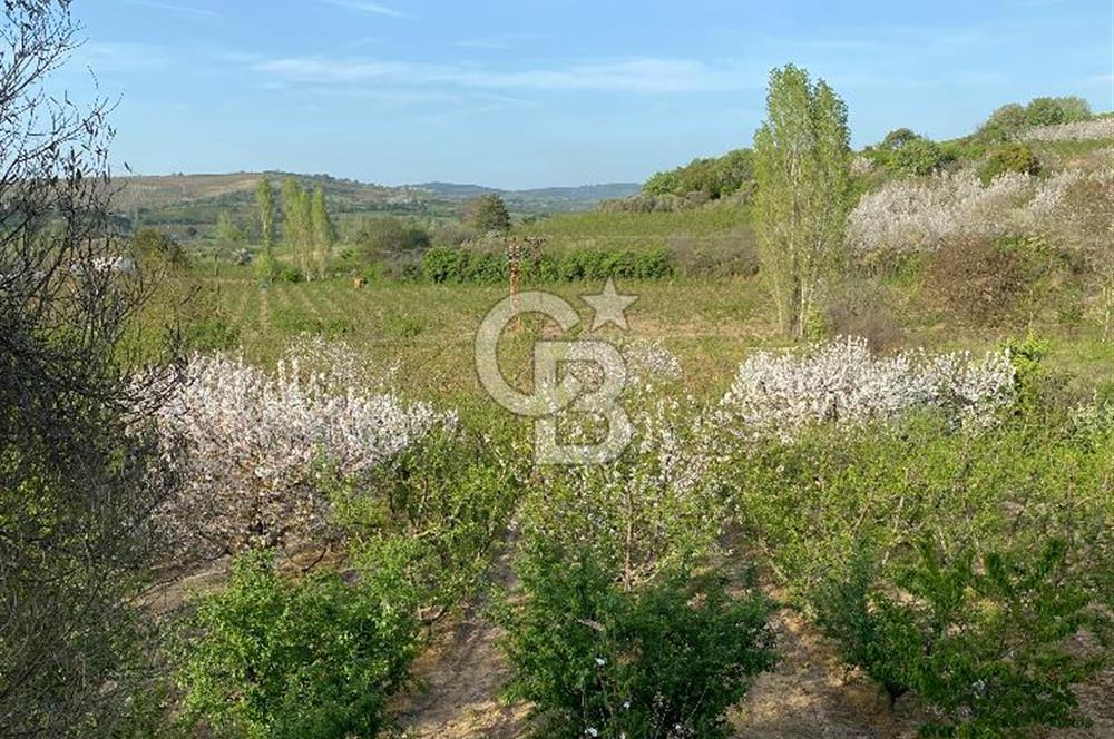Çanakkale Lapseki’de Yola Cepheli, Meyve Ağaçlı Yatırımlık Tarla