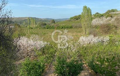Çanakkale Lapseki’de Yola Cepheli, Meyve Ağaçlı Yatırımlık Tarla