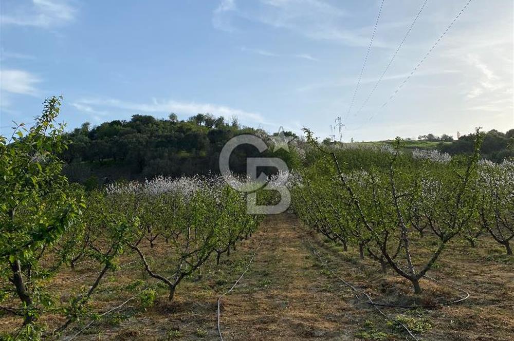 Çanakkale Lapseki’de Yola Cepheli, Meyve Ağaçlı Yatırımlık Tarla