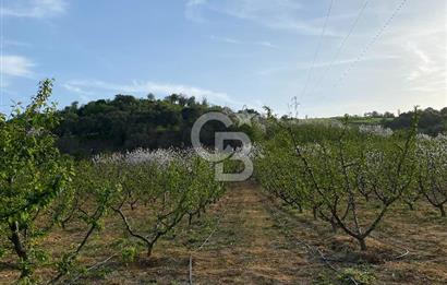 Çanakkale Lapseki’de Yola Cepheli, Meyve Ağaçlı Yatırımlık Tarla