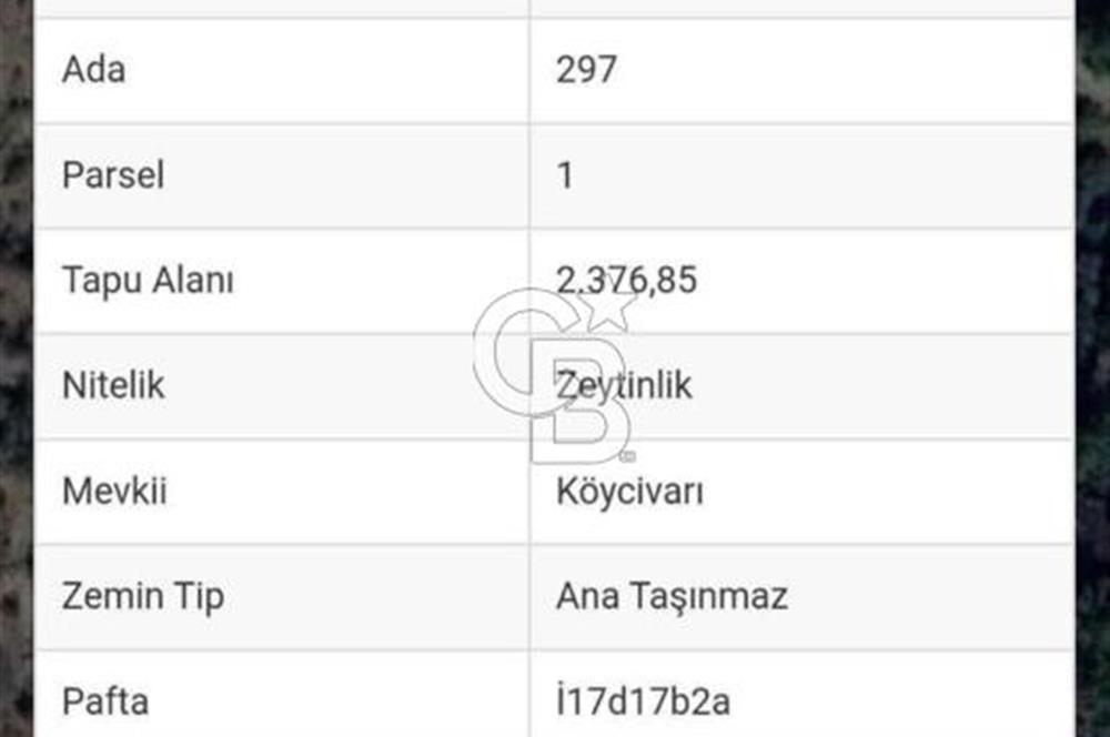ÇANAKKALE AYVACIK KÜÇÜKKUYU'DA 2.376 m2 YOLA YAKIN ZEYTİNLİK