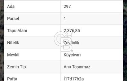 ÇANAKKALE AYVACIK KÜÇÜKKUYU'DA 2.376 m2 YOLA YAKIN ZEYTİNLİK