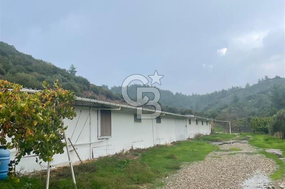 Kemalpaşa'da Organik Sertifikalı ve Tavuk Çiftliği