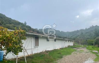 Kemalpaşa'da Organik Sertifikalı ve Tavuk Çiftliği