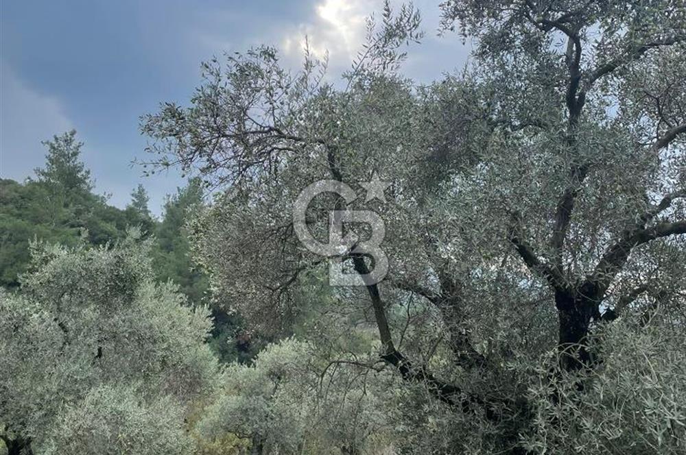 Kemalpaşa'da Organik Sertifikalı ve Tavuk Çiftliği