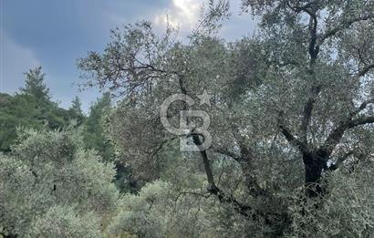 Kemalpaşa'da Organik Sertifikalı ve Tavuk Çiftliği