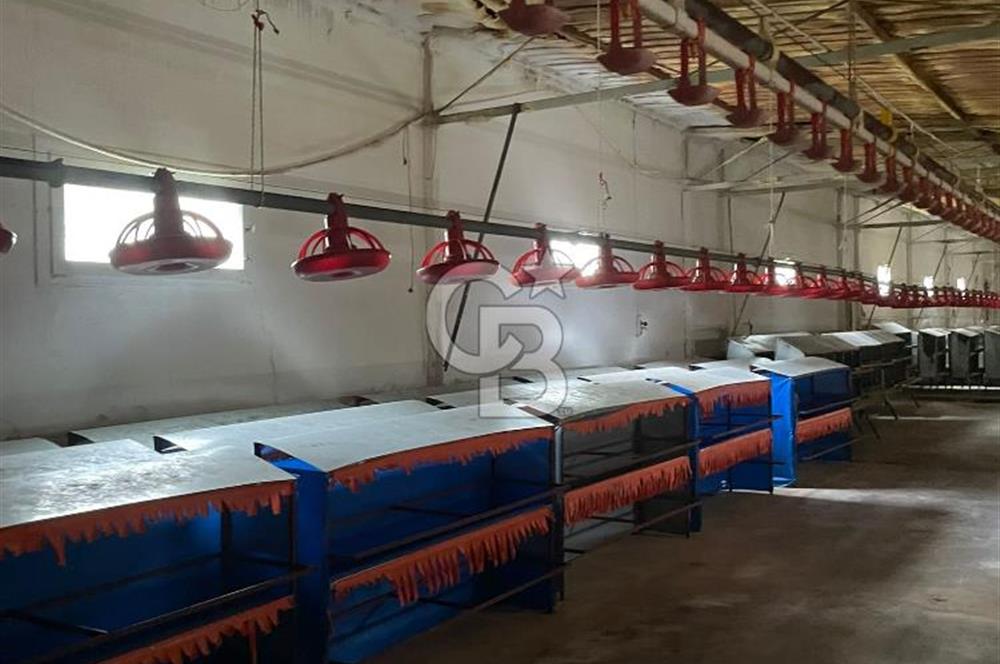 Kemalpaşa'da Organik Sertifikalı ve Tavuk Çiftliği