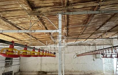 Kemalpaşa'da Organik Sertifikalı ve Tavuk Çiftliği