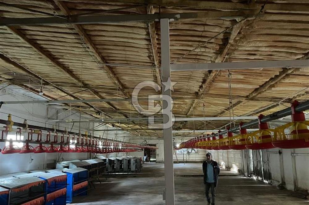 Kemalpaşa'da Organik Sertifikalı ve Tavuk Çiftliği