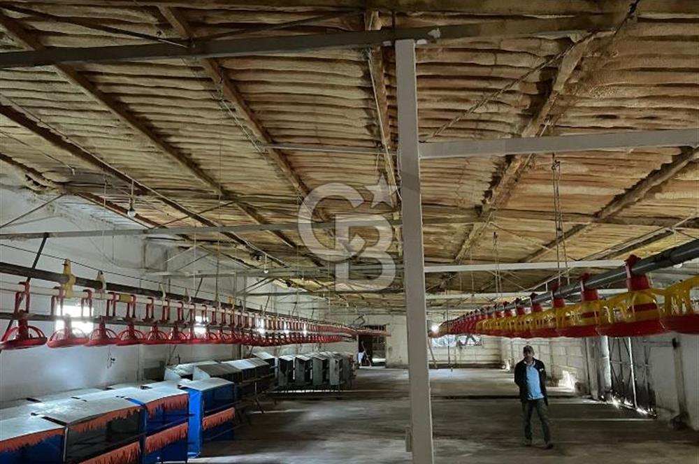 Kemalpaşa'da Organik Sertifikalı ve Tavuk Çiftliği