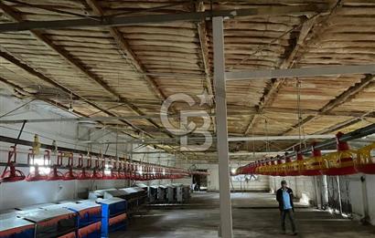 Kemalpaşa'da Organik Sertifikalı ve Tavuk Çiftliği