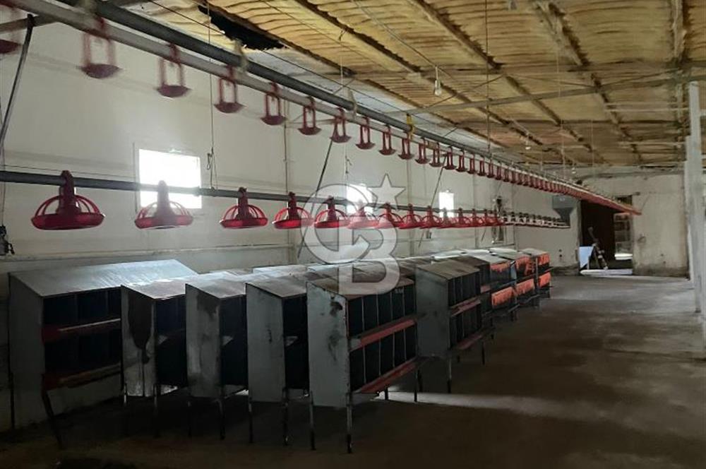 Kemalpaşa'da Organik Sertifikalı ve Tavuk Çiftliği