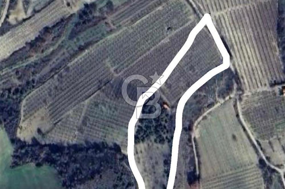 Çanakkale Lapseki’de Yola Cepheli, Meyve Ağaçlı Yatırımlık Tarla